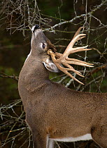 White-tailed Deer (Odocoileus virginianus) buck licking scent-marked branch, North America
