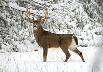 White-tailed Deer (Odocoileus virginianus) buck in winter, North America