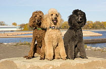 Standard Poodle (Canis familiaris) trio, North America