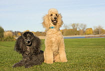 Standard Poodle (Canis familiaris) pair, North America