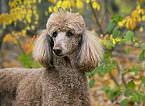 Standard Poodle (Canis familiaris), North America