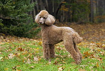 Standard Poodle (Canis familiaris), North America