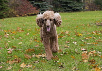 Standard Poodle (Canis familiaris) running, North America