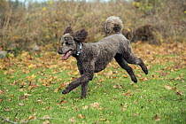 Standard Poodle (Canis familiaris) running, North America