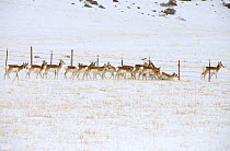 Pronghorn Antelope (Antilocapra americana) herd crossing fence in winter, North America