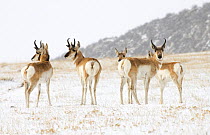 Pronghorn Antelope (Antilocapra americana) group in winter, North America