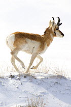 Pronghorn Antelope (Antilocapra americana) running in winter, North America