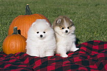 Pomeranian (Canis familiaris) puppies in autumn, North America