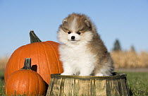 Pomeranian (Canis familiaris) puppy in autumn, North America