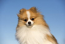 Pomeranian (Canis familiaris), North America