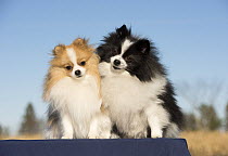 Pomeranian (Canis familiaris) pair, North America