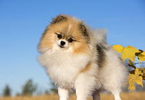 Pomeranian (Canis familiaris), North America