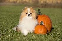 Pomeranian (Canis familiaris) in autumn, North America