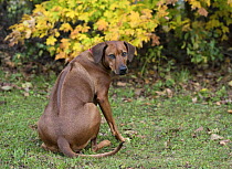 Rhodesian Ridgeback (Canis familiaris) female, North America