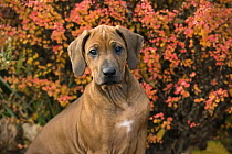 Rhodesian Ridgeback (Canis familiaris) puppy, North America