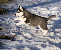 Siberian Husky (Canis familiaris) puppy running in winter, North America