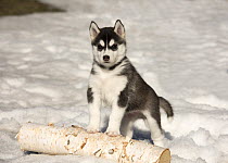 Siberian Husky (Canis familiaris) puppy in winter, North America