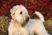 Soft-coated Wheaten Terrier (Canis familiaris), North America