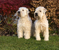 Soft-coated Wheaten Terrier (Canis familiaris) pair, North America