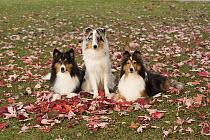 Shetland Sheepdog (Canis familiaris) trio, North America