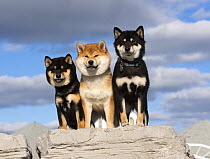 Shiba Inu (Canis familiaris) trio, North America