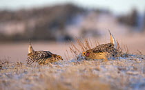 Sharp-tailed Grouse (Tympanuchus phasianellus) pair courting, North America