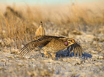 Sharp-tailed Grouse (Tympanuchus phasianellus) in courtship display, North America