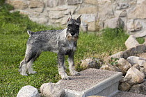 Standard Schnauzer (Canis familiaris) puppy, North America