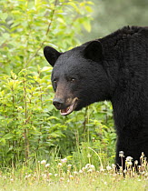 Black Bear (Ursus americanus) male, North America