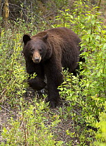 Black Bear (Ursus americanus) male, North America