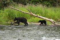 Black Bear (Ursus americanus) mother and cub along river, North America
