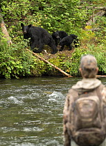 Black Bear (Ursus americanus) mother and cubs near fly fisherman, North America