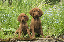 Vizsla (Canis familiaris) puppies, North America