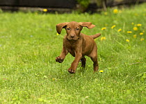 Vizsla (Canis familiaris) puppy running, North America