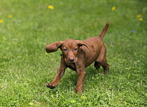 Vizsla (Canis familiaris) puppy running, North America