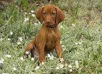 Vizsla (Canis familiaris) puppy, North America
