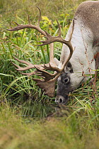 Woodland Caribou (Rangifer tarandus caribou) male drinking, Newfoundland, Canada
