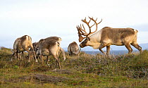 Woodland Caribou (Rangifer tarandus caribou) male scenting females, Newfoundland, Canada