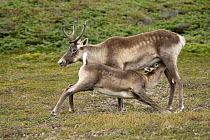 Woodland Caribou (Rangifer tarandus caribou) mother nursing calf, Newfoundland, Canada