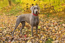 Weimaraner (Canis familiaris), North America