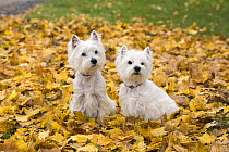 West Highland White Terrier (Canis familiaris) pair, North America
