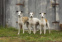 Whippet (Canis familiaris) trio, North America