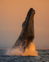Humpback Whale (Megaptera novaeangliae) breaching at sunset, Monterey Bay, California