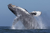 Humpback Whale (Megaptera novaeangliae) breaching, Monterey Bay, California
