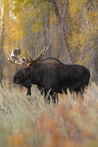 Moose (Alces alces) bull, Grand Teton National Park, Wyoming