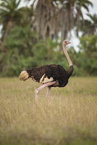 Ostrich (Struthio camelus), Amboseli National Park, Kenya