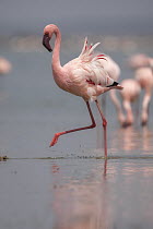 Lesser Flamingo (Phoenicopterus minor) wading, Amboseli National Park, Kenya