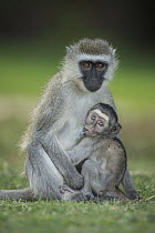 Vervet Monkey (Chlorocebus pygerythrus) mother and young, Amboseli National Park, Kenya