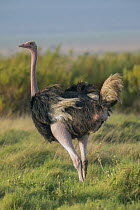 Ostrich (Struthio camelus), Amboseli National Park, Kenya