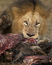 African Lion (Panthera leo) male feeding on Blue Wildebeest (Connochaetes taurinus) kill, Masai Mara, Kenya